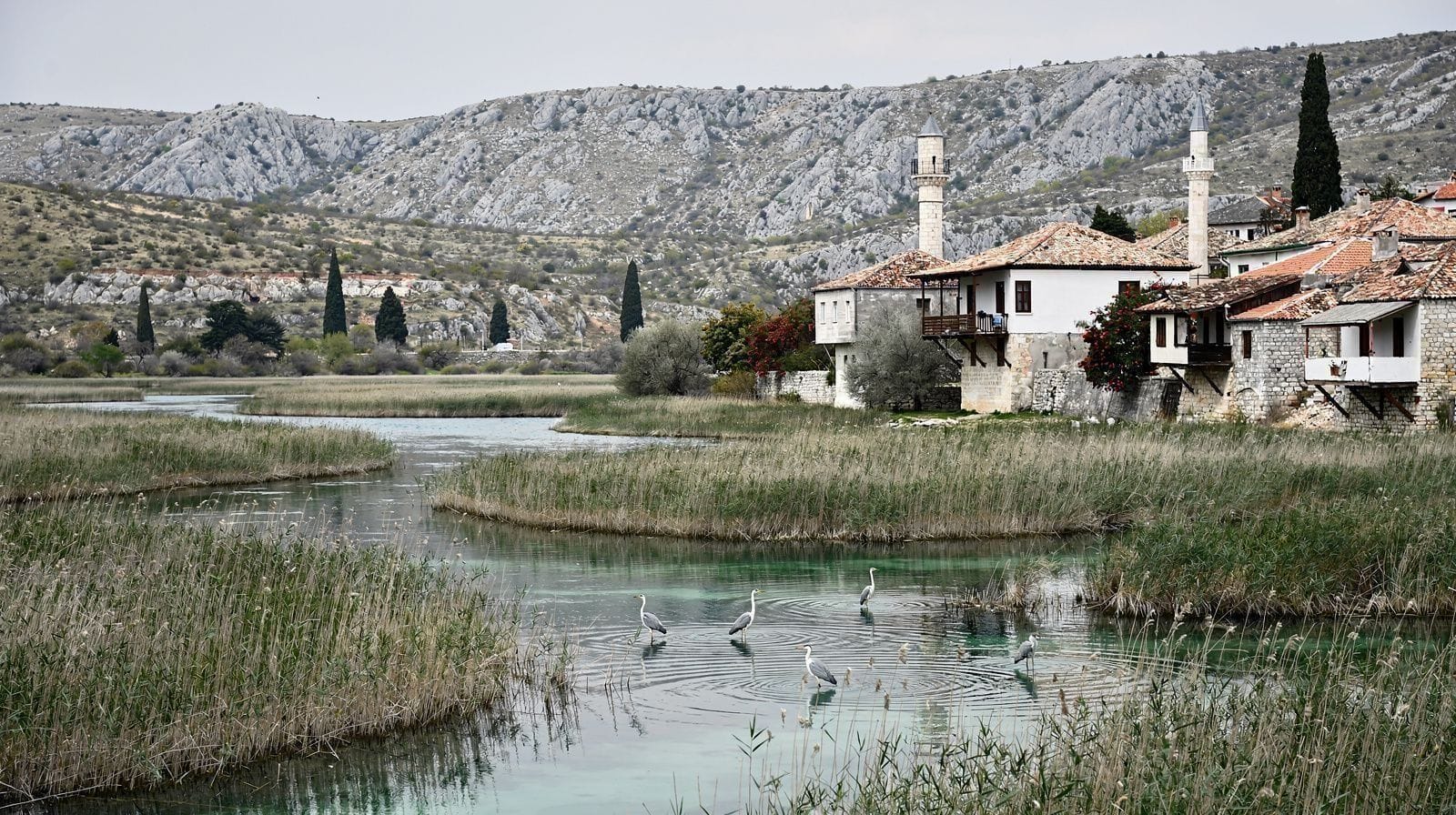 Species to Look For in Herzegovina: Birds and Cave Life