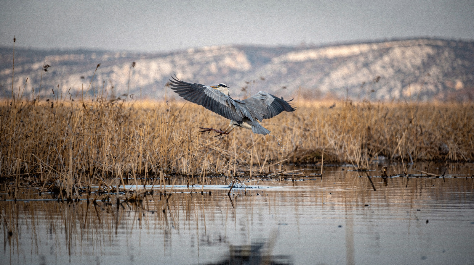 Wildlife and Wetlands of Herzegovina: An Overview